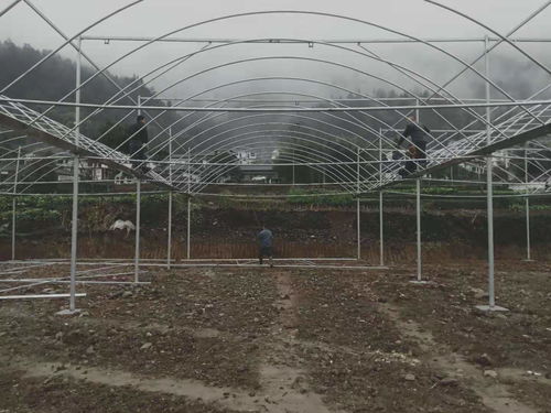 貴州銅仁18000平米薄膜連棟溫室大棚項(xiàng)目建成，助力現(xiàn)代農(nóng)業(yè)發(fā)展