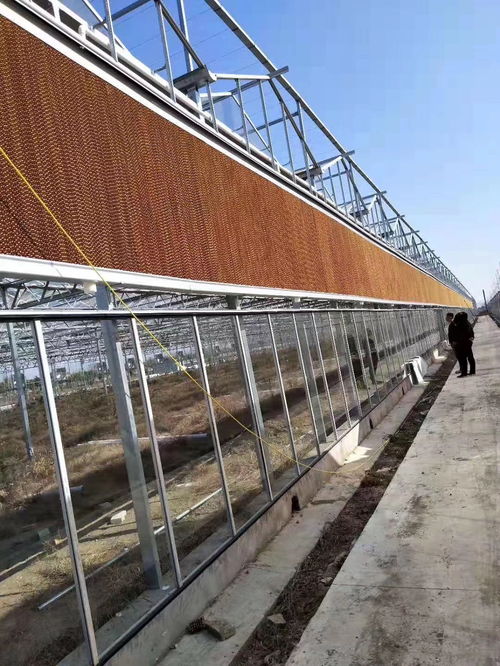 晉州蔬菜大棚管價(jià)格與廠家選擇指南 大棚薄膜選購(gòu)要點(diǎn)