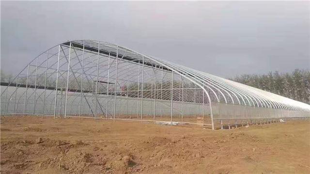 天津大邱莊蔬菜大棚 鍍鋅鋼管薄膜大棚中的黃瓜種植技術(shù)